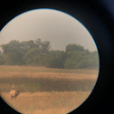 Tule elk