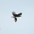 Osprey