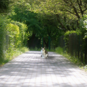 Green garden and cat