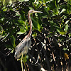 Tricolored heron