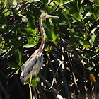 Tricolored heron