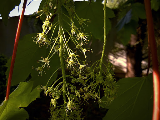 Acer pseudoplatanus