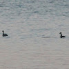 Horned Grebe