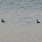 Horned Grebe