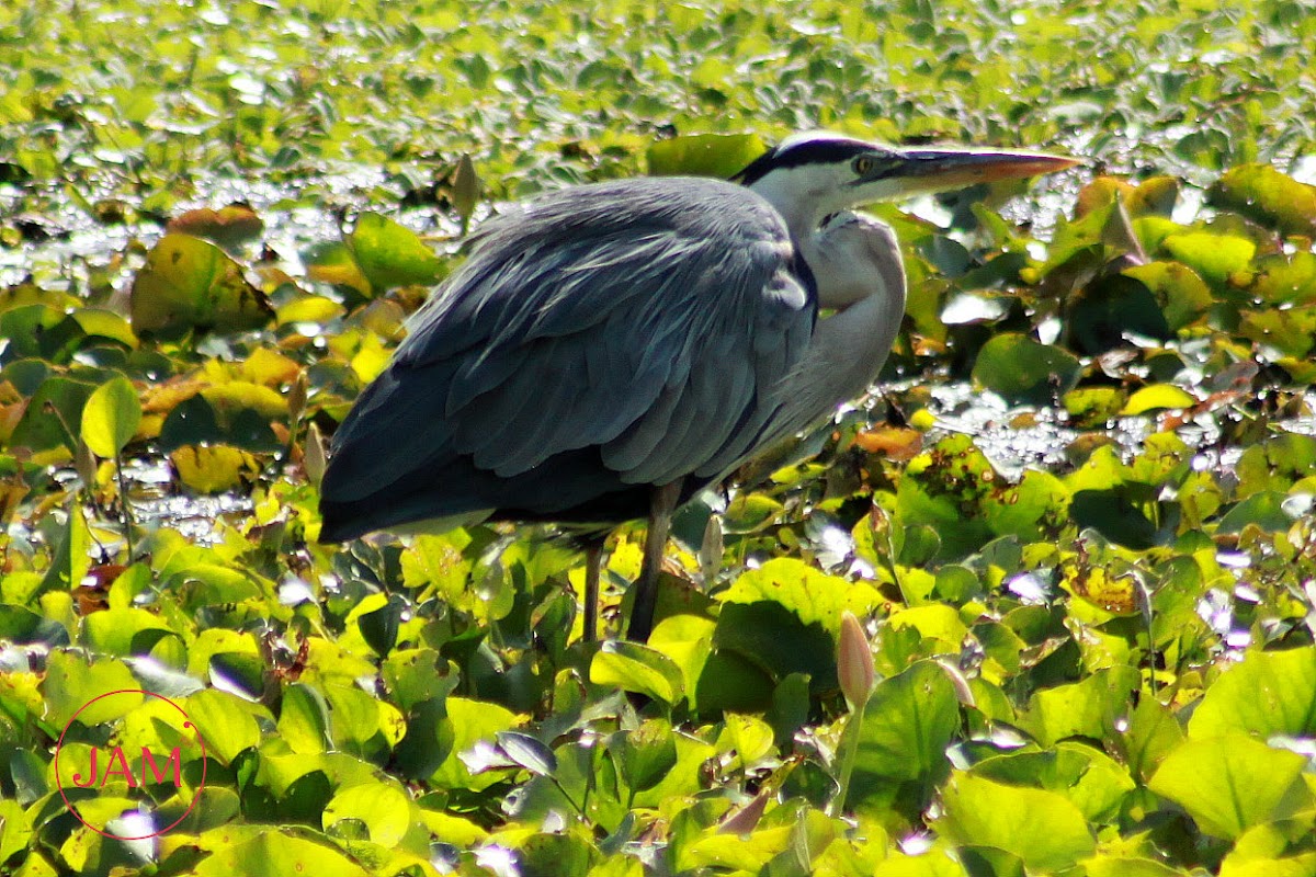 Great Blue Heron