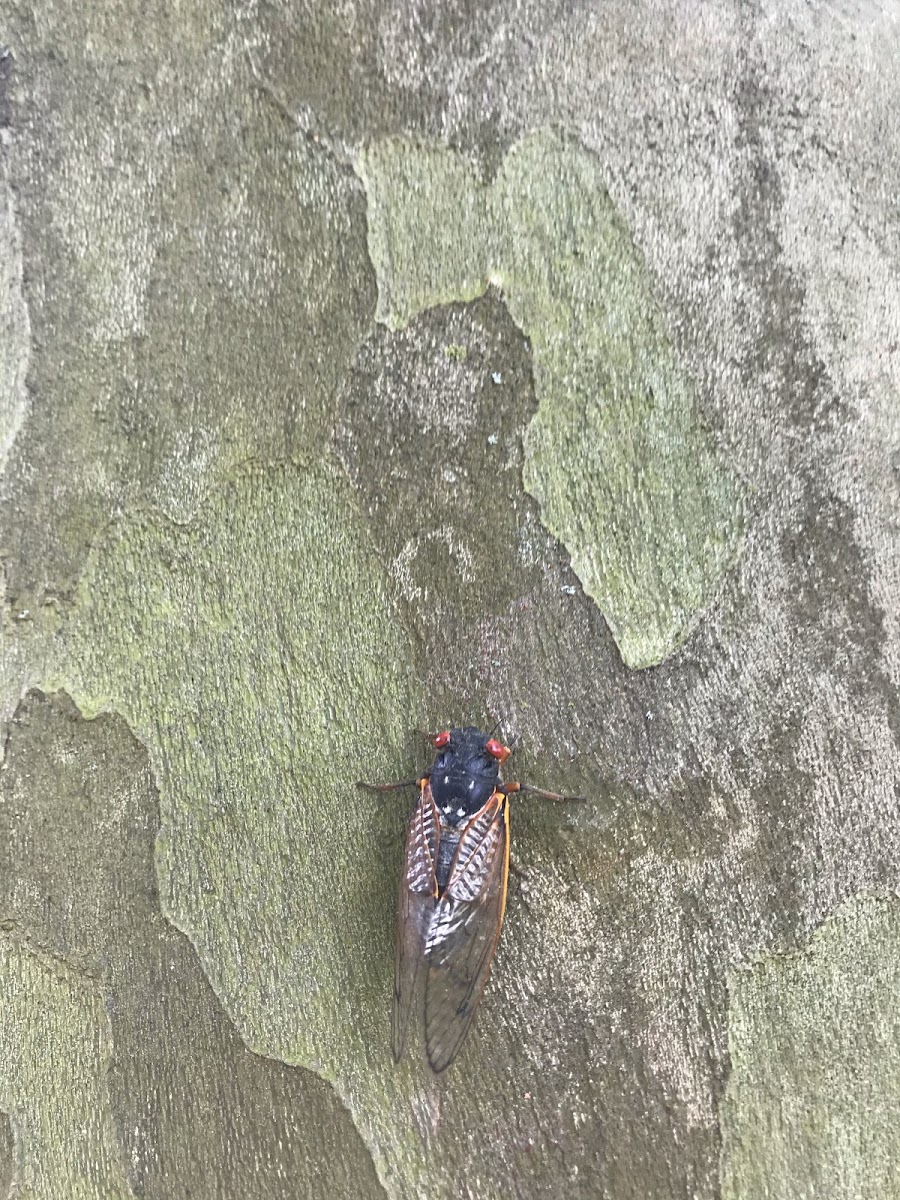 17 year cicada