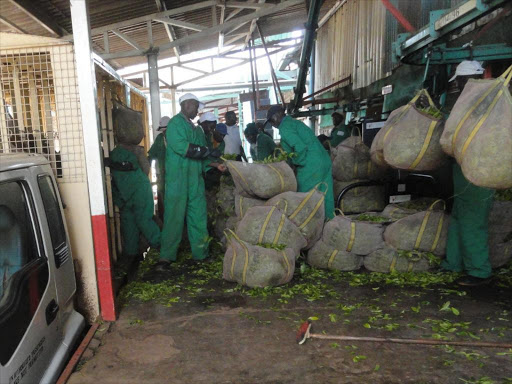 Workers offload green tea at a Nyeri factory/FILE