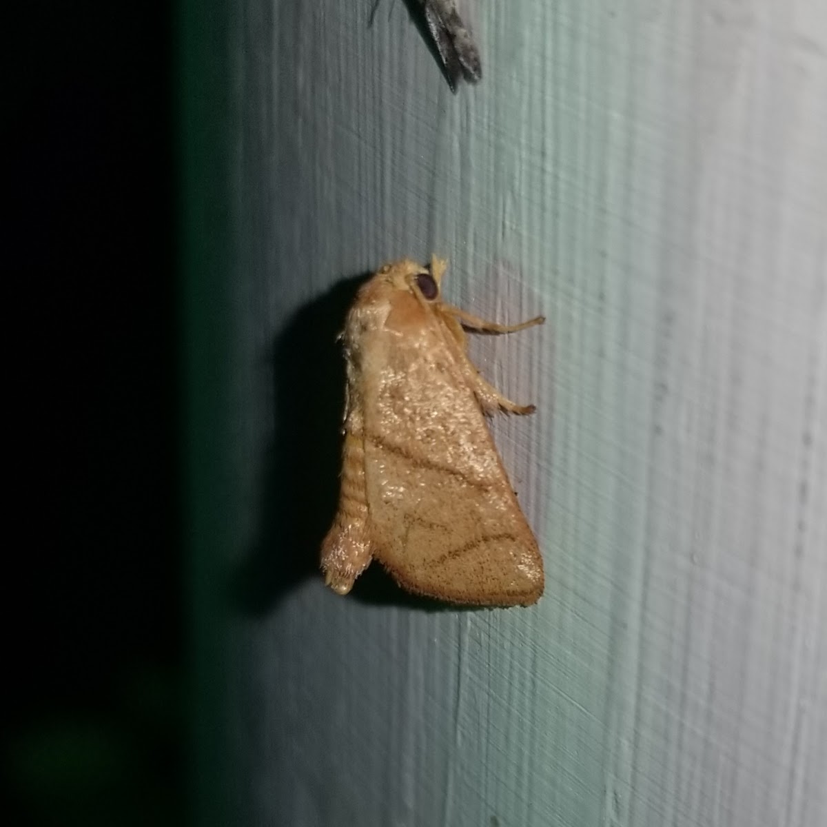 Yellow-collared Slug Moth