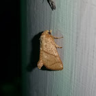 Yellow-collared Slug Moth