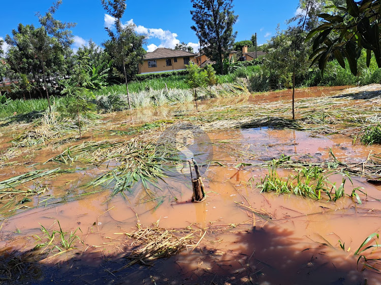 Kugeria estate off Kiambu road after sewer overflew to their homes.