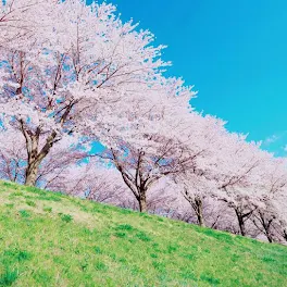 新しい恋を見つけた🌸4🌸