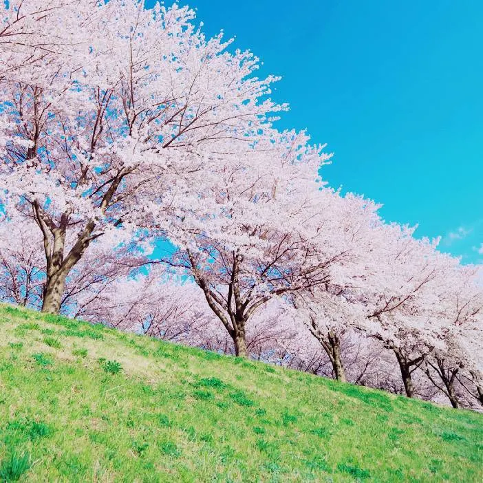 「新しい恋を見つけた🌸4🌸」のメインビジュアル