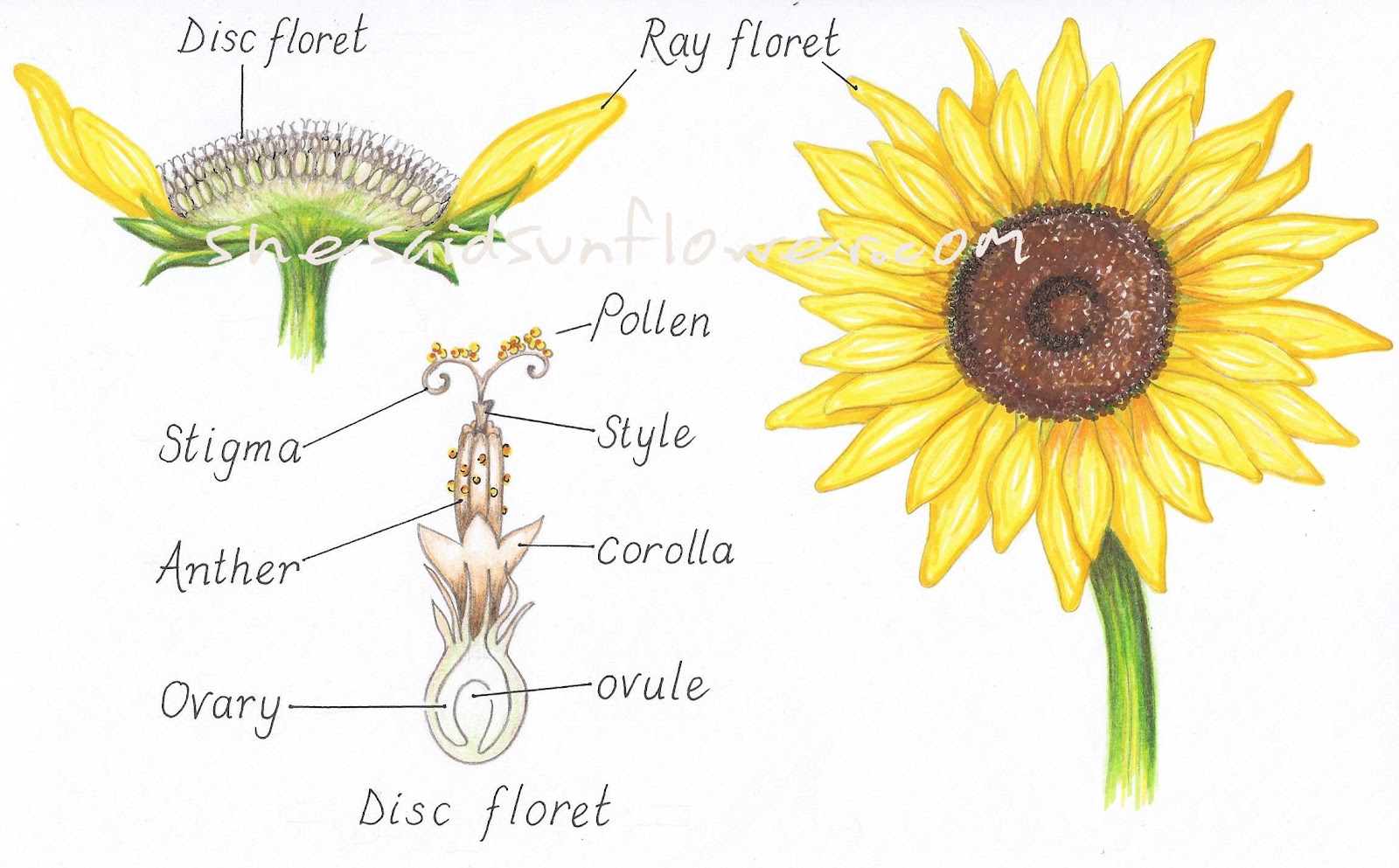 How Do Sunflowers Pollinate? (with illustrations)