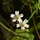 Field chickweed