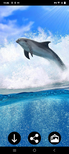 Screenshot Dolphin Wallpapers