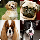 Download Dogs Quiz - Guess the Dogs Install Latest APK downloader