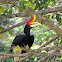 Rhinoceros Hornbill