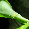 Green Crab Spider