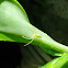 Green Crab Spider