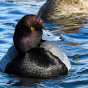 Lesser Scaup