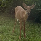 White-tailed Deer