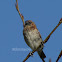 Scaly-breasted munia