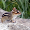 Eastern Chipmunk