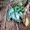 Satin Pothos