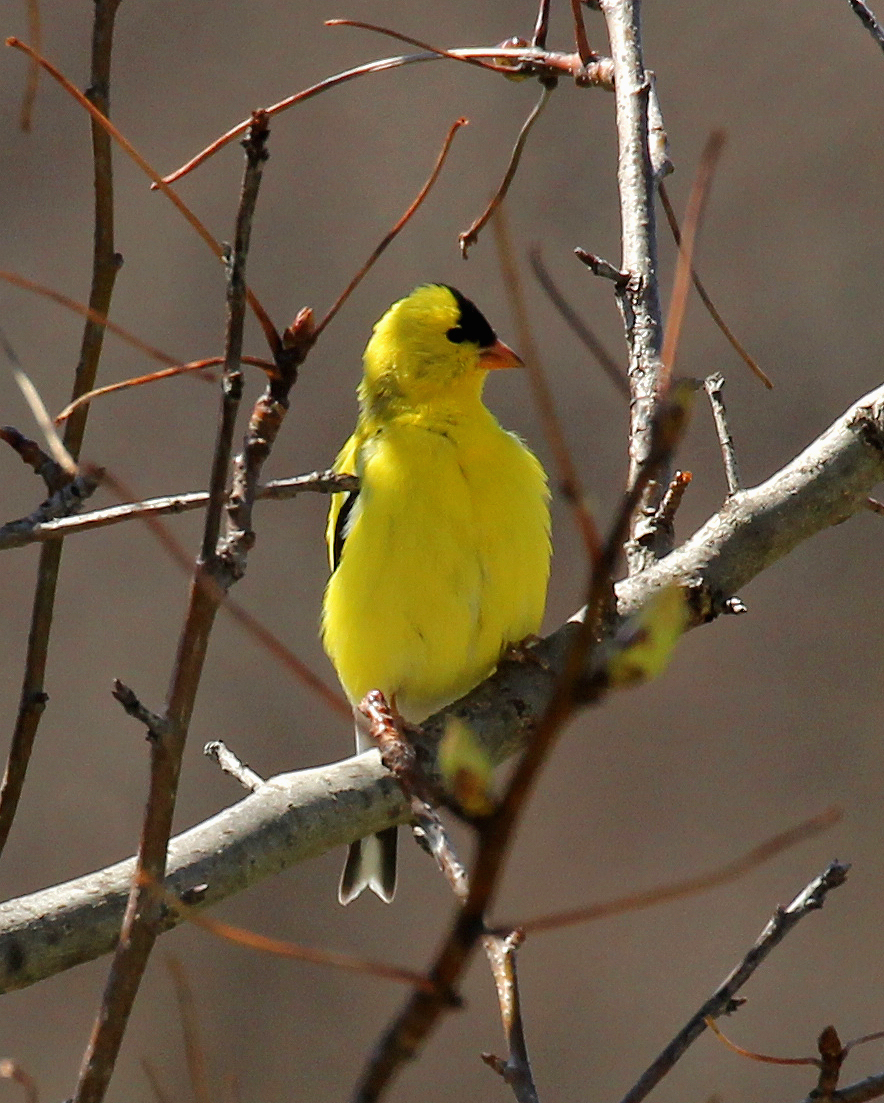 American Goldfinch