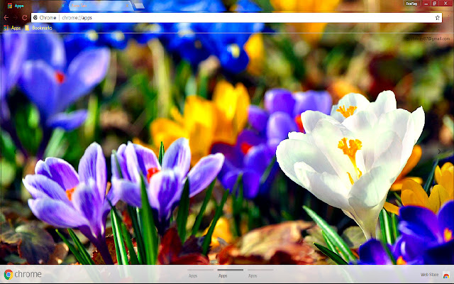 Blue Flower Colorful Crocus chrome extension