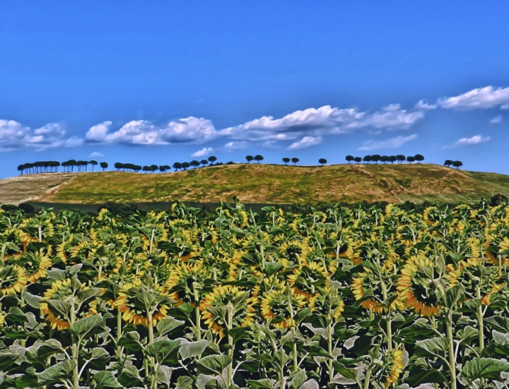 Un pubblico di girasoli di si