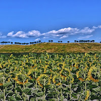 Un pubblico di girasoli di 