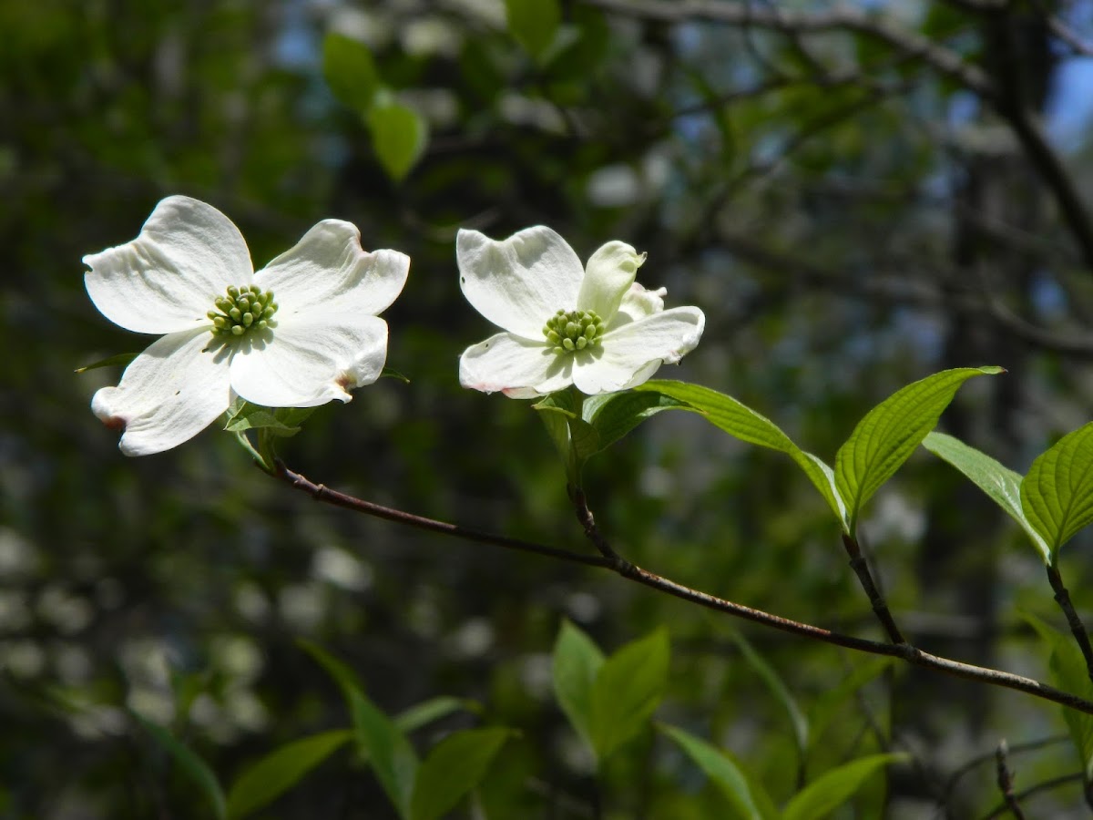 Flowering Dogwood