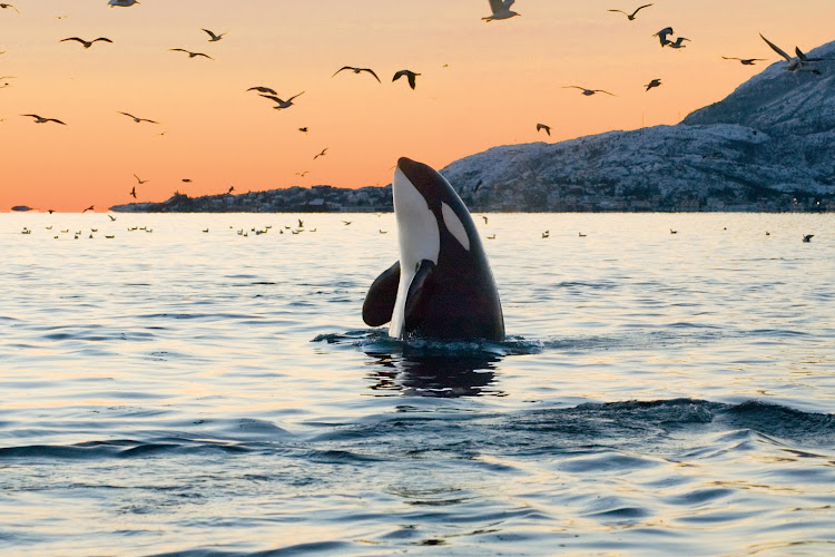 Try to catch a glimpse of an orca breaching the water when you visit Victoria, British Columbia.