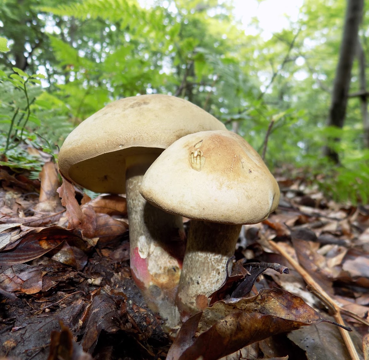 Bitter Bolete