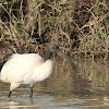 African sacred ibis