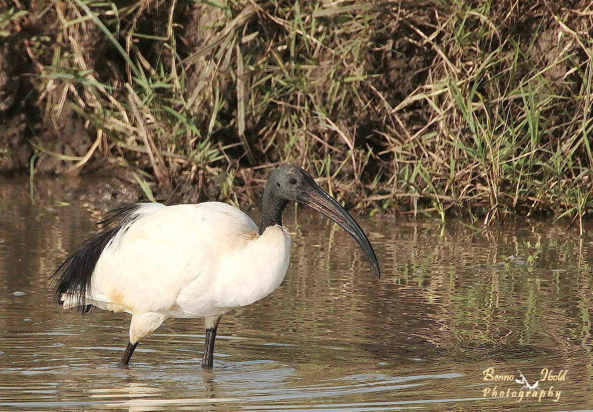 African sacred ibis