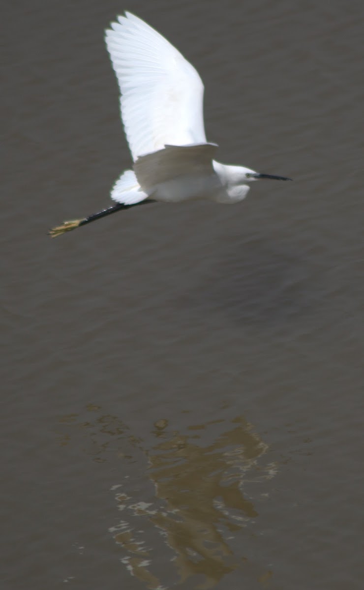 Little egret In Flight