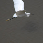 Little egret In Flight