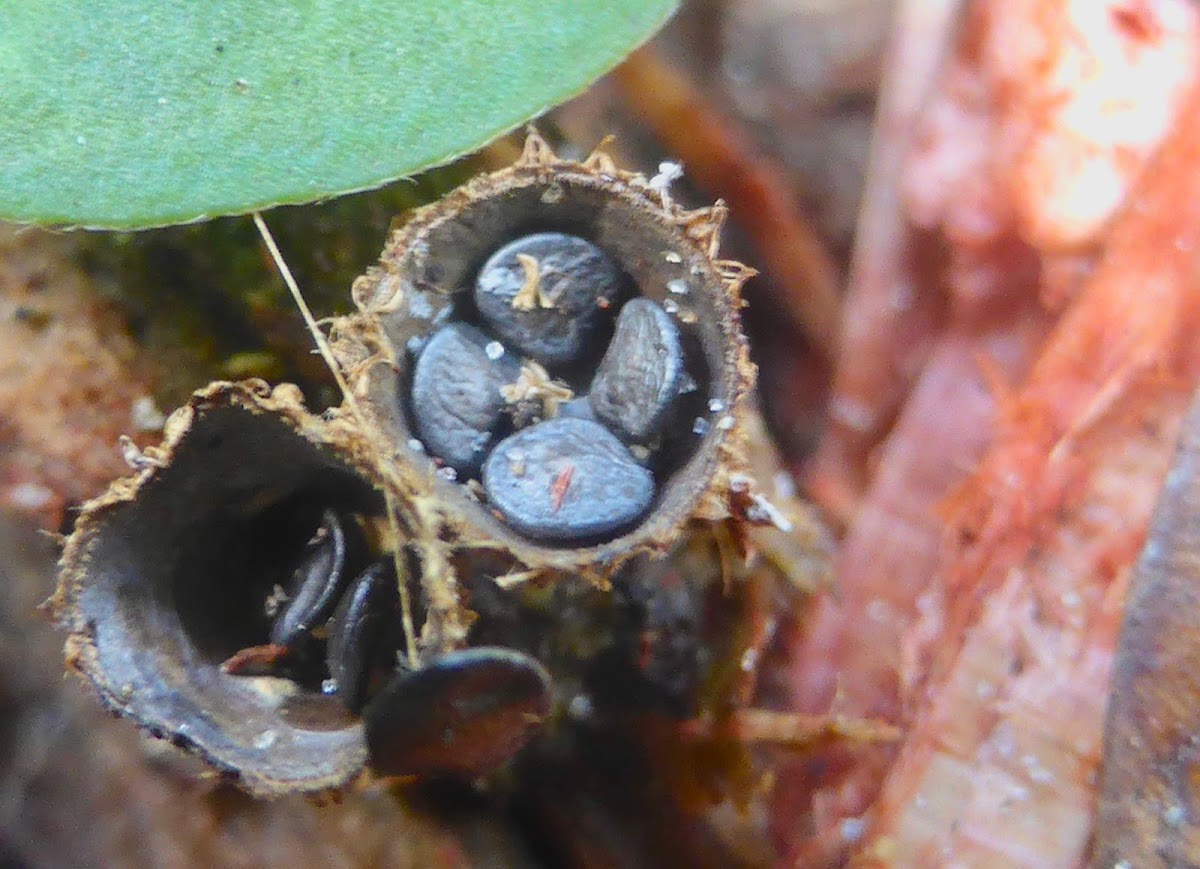 Bird's Nest Fungus