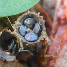 Bird's Nest Fungus