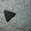 Catocala moth