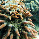 Pineapple Sea Cucumber