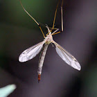 Crane Fly (Female)