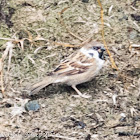 Tree Sparrow