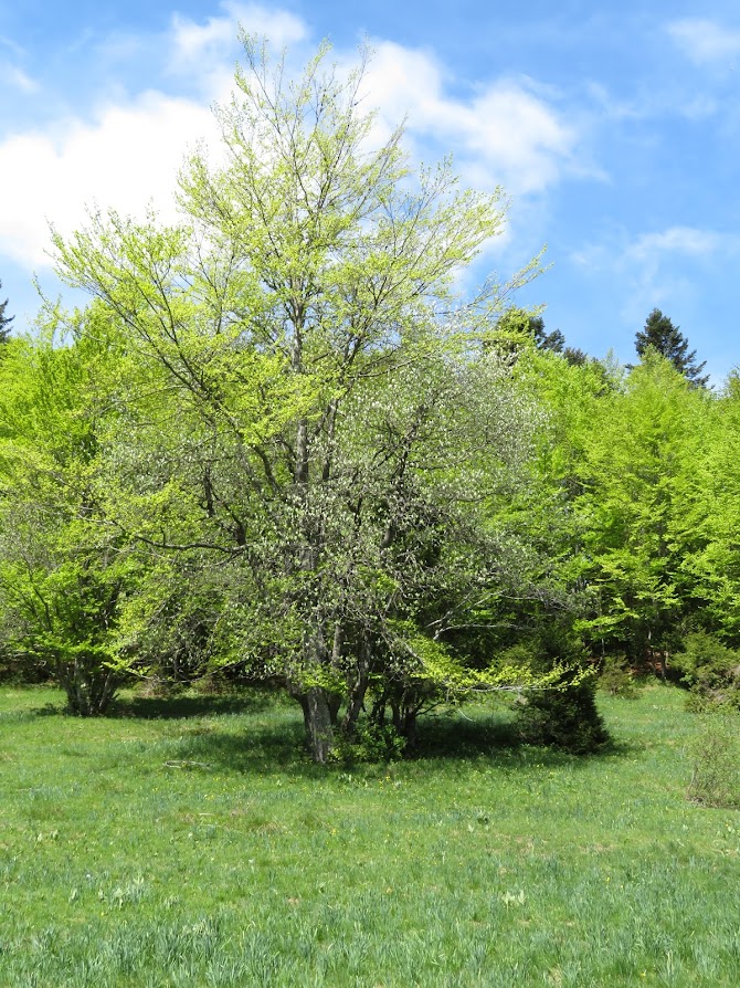 Plateau du Retord et vue des Alpes en bécane.. 9RI6Gf_iGVwBUlvdqEEVzAtmrAJbNhnTFyEfwVGgkYSNUq_GpU7CMtMf_EdacfJo9X2unlVvaU0j616564LJOxznVIfQ3EFSZXMNaxae51zueDWRinsOiZsGTpsy18mr1iosvWI8W1OD0bvVIw4DVl5CYv0n-Utow39vADDbEPUFL_BDM8H6KesgYutJ9IfsAzEVLr82tuYVZMe5D0dHjHqecRW5hloV4TBEaZ1nyzSeaAaxQzjONraAJxX9mpZYWylLGJpysuPE2CO0LEoMuecqeQ80q-4a3DpQqOE-K6SXB6o8IGK7YxRffN9-Jk5tMnnsCLmItlOgTyCZ1cIM6-mgV5s0tn4xqSyDWZfJ-T5n8niN-UCqtee654G4VVrHn8fPhqAg-vjtzELVcWA1HTWqbIaIg0a0DGHXMEZmyoKNy1LtgE6mWnrzsTeRgUHQS1c6__ktTyUglkKA8vKChgKcGx_MgcZAv3Ee4xvAOgTMmlLOyNhpKL1RjzBHJynurWHXt_RRnHSJc3a9Oqw4O5ZsXocrpHQZWmkZD8aZ7lHeZKGev8LWjLmtk_VIsmH1PuRhaFCQ4Ld-B5guiHyVuC4Y9YrgKBX-97N30hg6A7vLPUajKN1AI9CzoogTuBK9Gq7oyzwbrGf-atEiCVqv9AHd0cvLwOQQ5I3V5X9Mll4=w671-h894-no