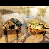 Left: snapping turtle Right: river cooter