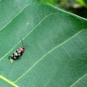 Eight-spotted Flea Beetle