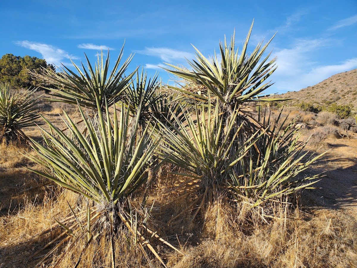 Spanish dagger