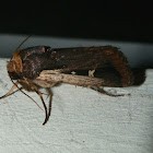 Pale-banded Noctuid